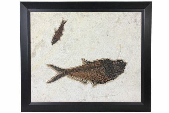 Framed Fossil Fish Plate (Diplomystus & Knightia) - Wyoming #122639